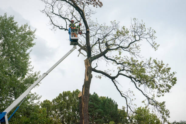 Reliable Linwood, PA Tree Care Services Solutions