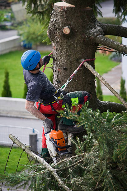 Best Tree and Shrub Care  in Linwood, PA