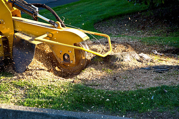 Leaf Removal in Linwood, PA