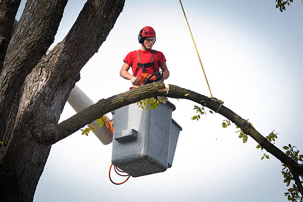 Best Hazardous Tree Removal  in Linwood, PA